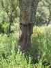 Missing bark by Tim Hgele